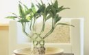 where to put lucky bamboo in home