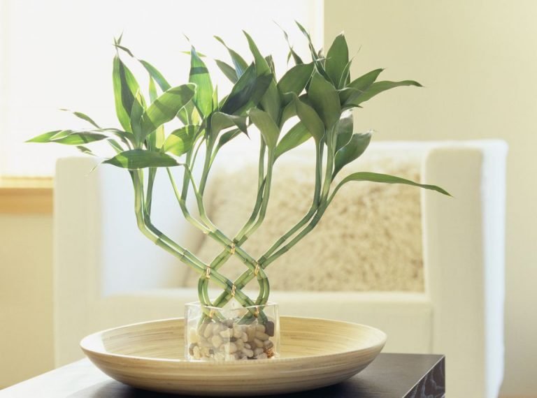 Where to Put Lucky Bamboo in Home Settings