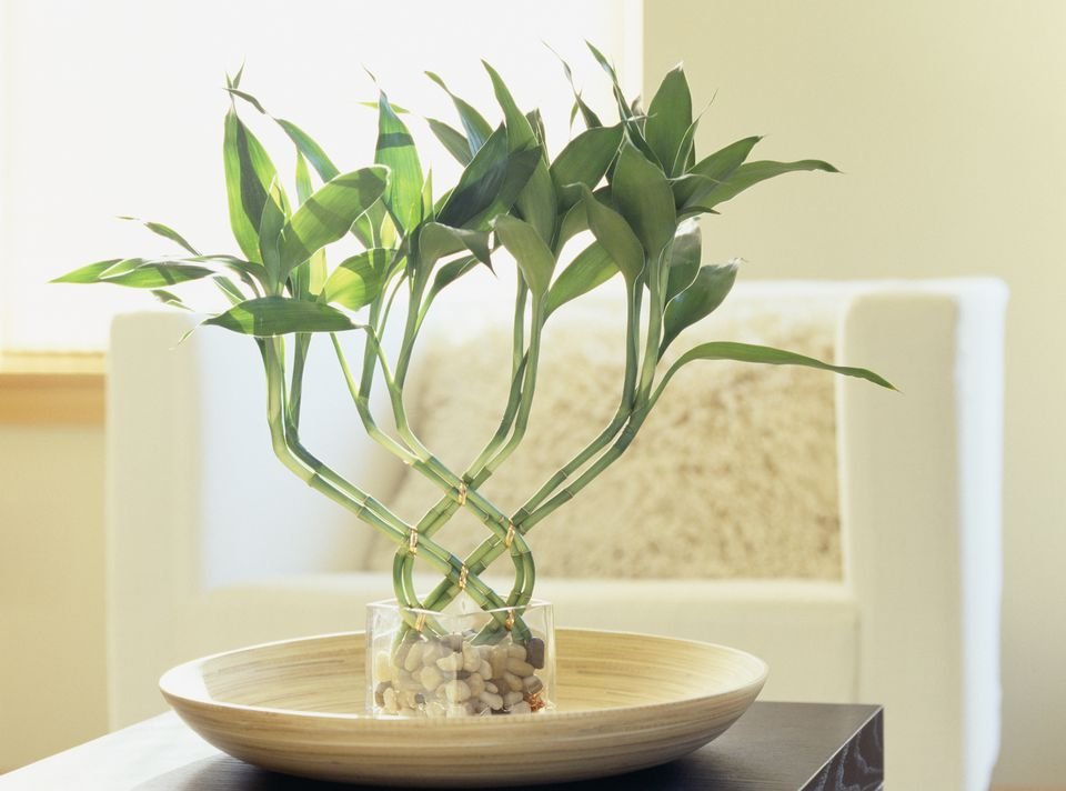 where to put lucky bamboo in home