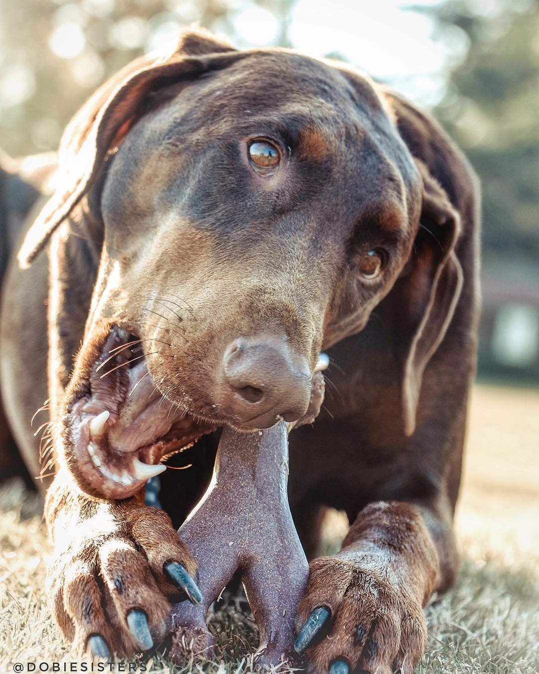 Top 2 Bamboo Chews for Dogs - Yummy Treats HERE!