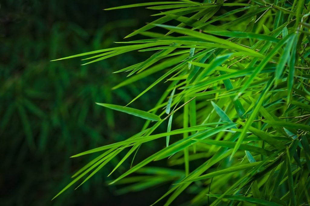 uses of bamboo leaves