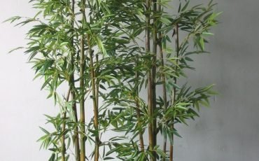 best bamboo to grow in pots