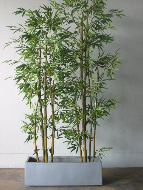 What S The Best Bamboo To Grow In Pots, How To Care For Outdoor Potted Bamboo