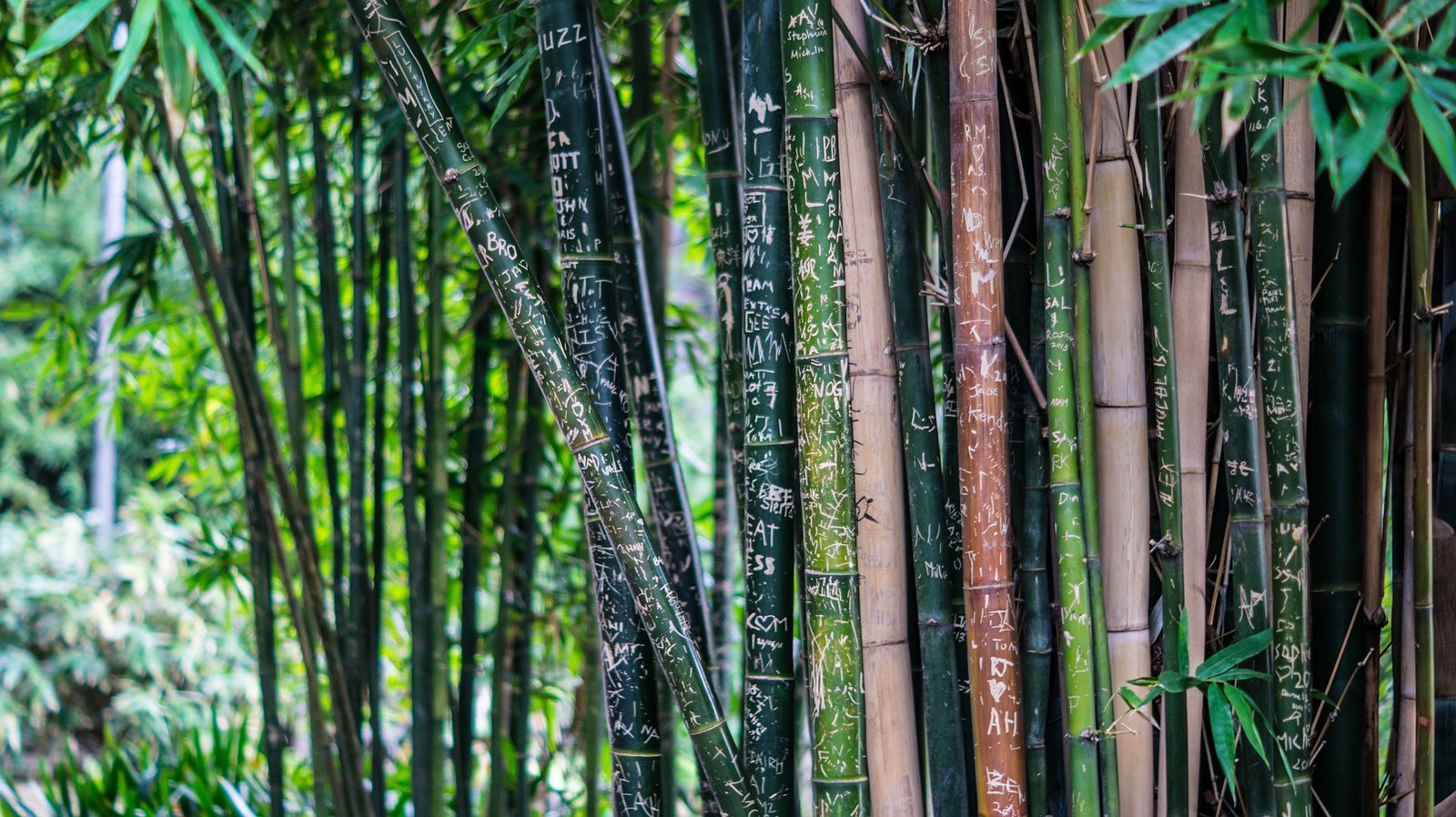 bamboo products to replace plastic