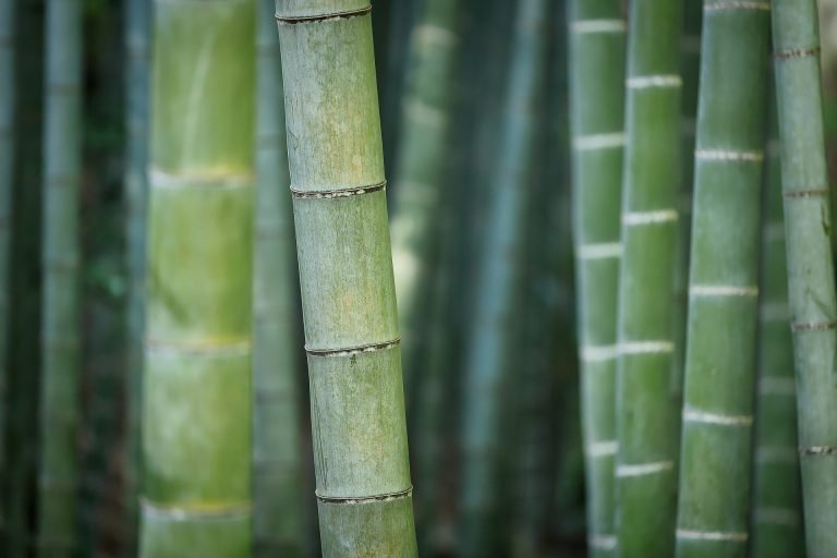 How To Care For A Bamboo Plant Indoors