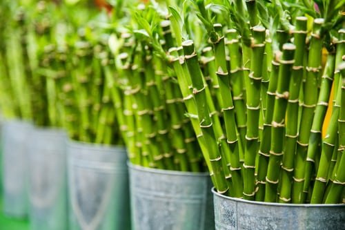 bamboo air freshener