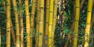 Bamboo Gift Ideas