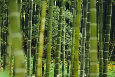 how to make bamboo wine