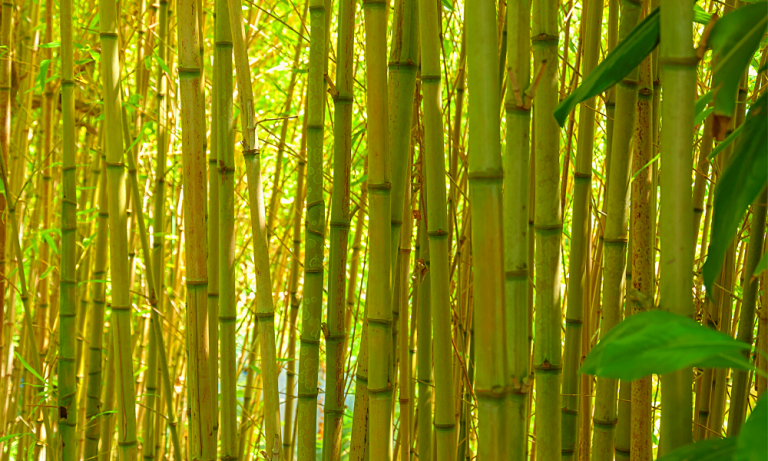 8 Bamboo Products to Replace Plastic Items on Your Home