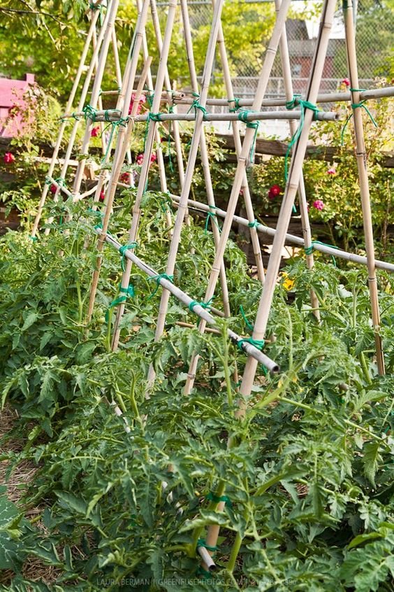 DIY Build Bamboo Trellis For Vegetable Garden