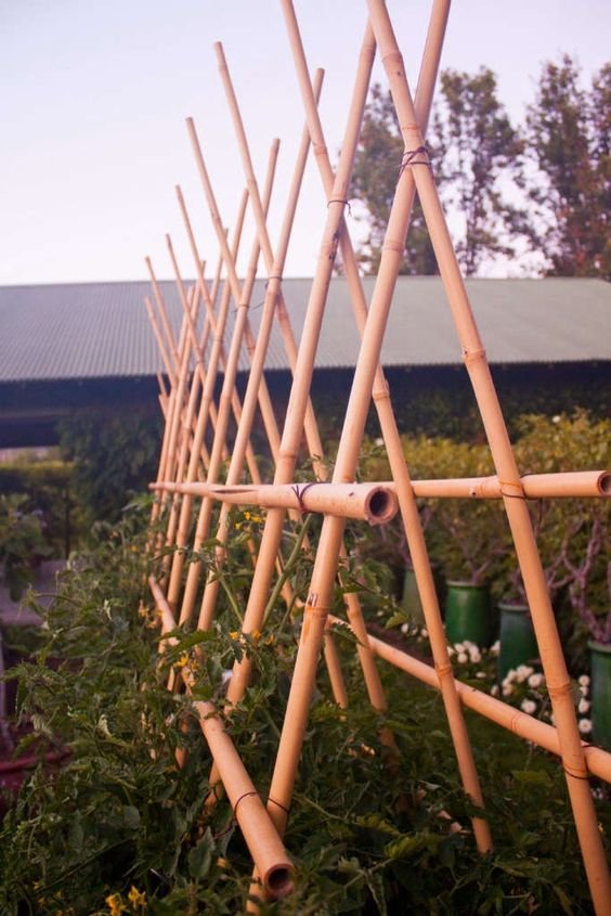 bamboo trellis for tomatoes
