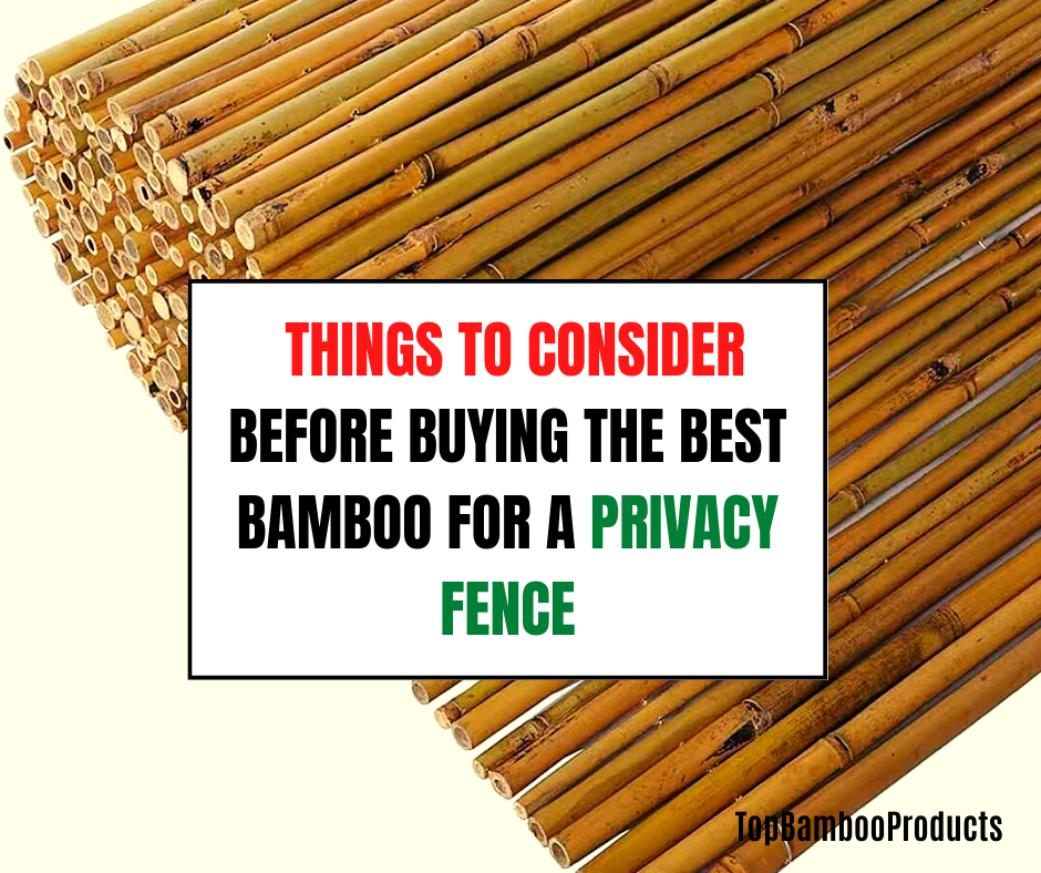 best bamboo for a privacy fence