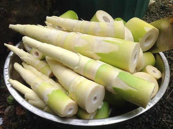 How To Prepare Bamboo Shoots?