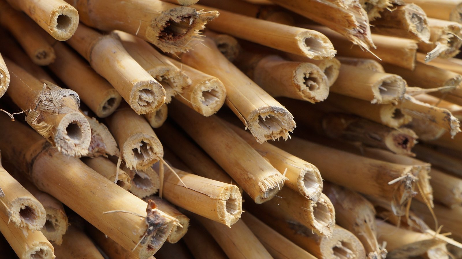 what to do with cut down bamboo