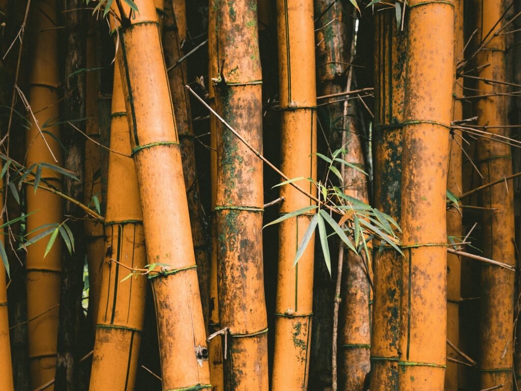 is bamboo mold dangerous to humans