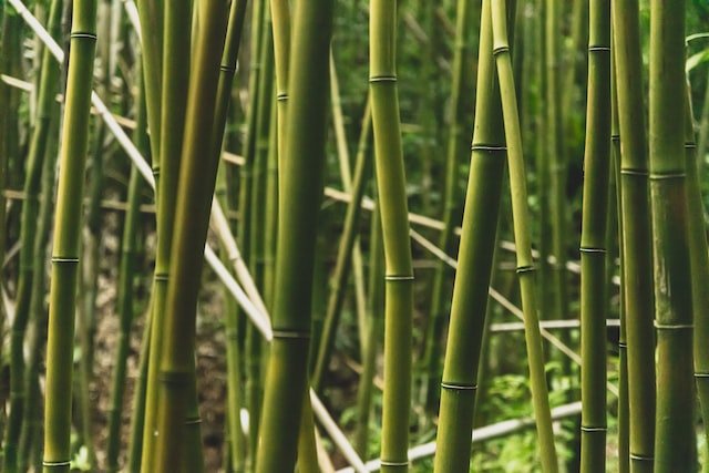 What Makes Moso Bamboo Different?