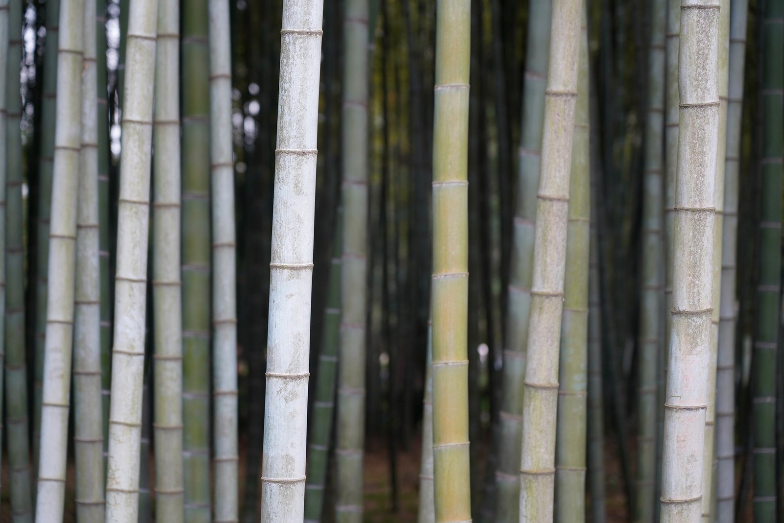 how to revive outdoor bamboo