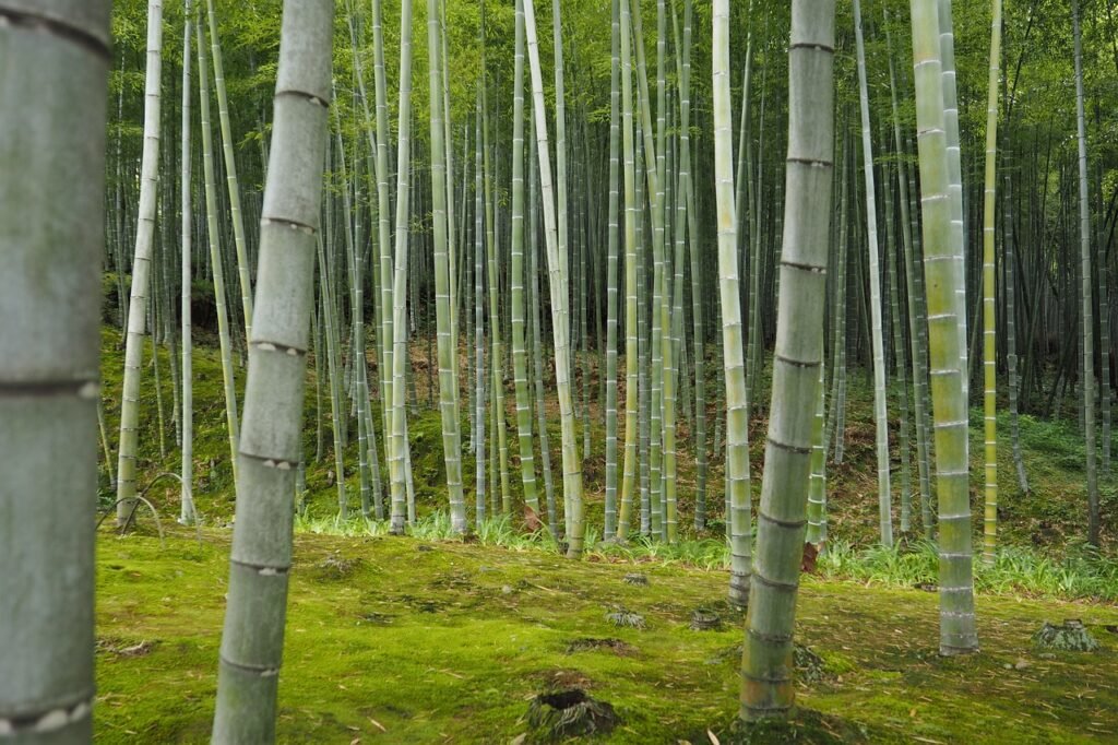 what bamboo grows the fastest