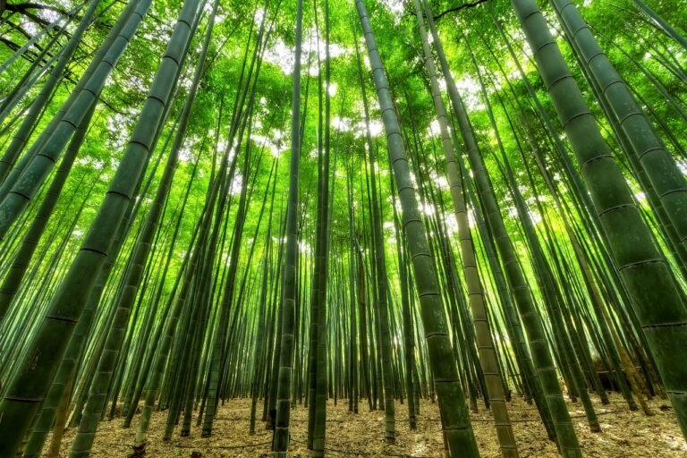 An Expert Guide To What Bamboo Grows The Fastest