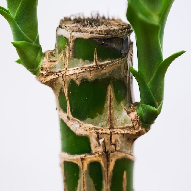 Preventing And Treating Common Pests And Diseases In Lucky Bamboo