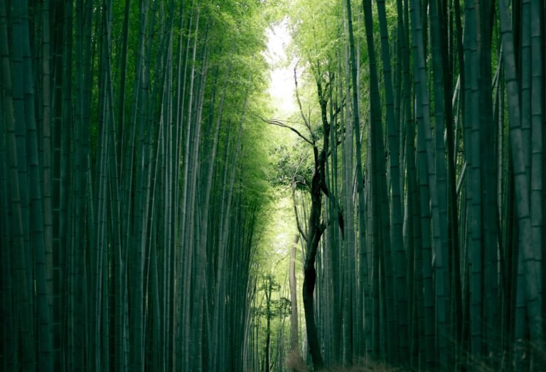 Uncovering the Truth: Does Bamboo Produce Oxygen?