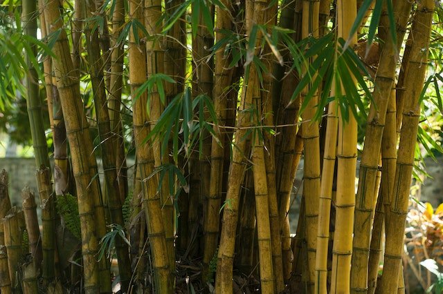 Prevent Bamboo Plants From Spreading Uncontrollably