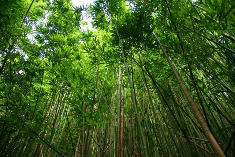 Where Is Bamboo Grown? Exploring World-Wide Cultivation