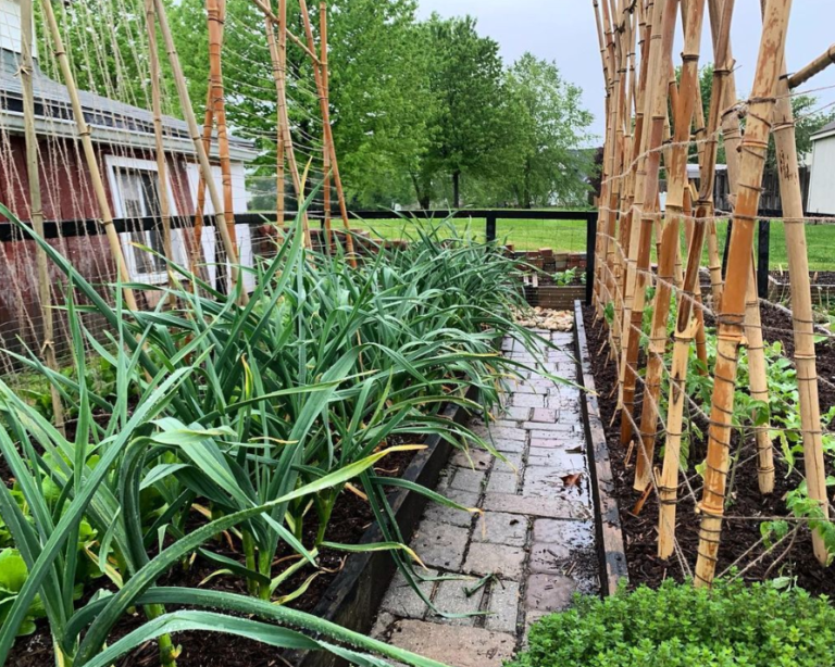 How Do You Use Bamboo As A Trellis? Unlock The Benefits Of Bamboo