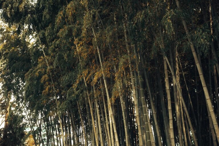 The Origins of Bamboo: Where Does Bamboo Originate From?
