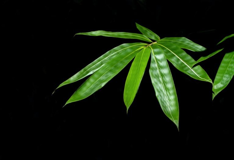Do Bamboo Leaves Contain Cyanide? Exploring The Facts