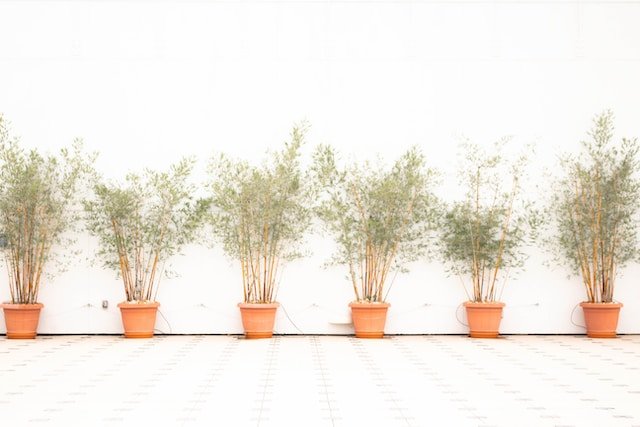 bamboo plants for office spaces