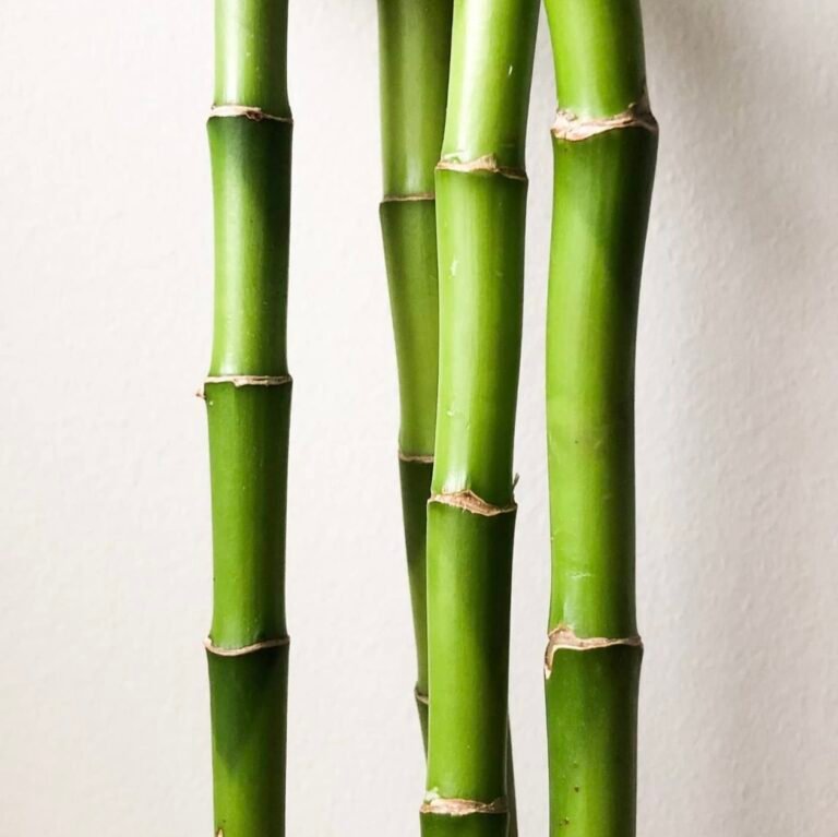 Can Bamboo Be Used in Medicine? Exploring the Potential of This Versatile Plant