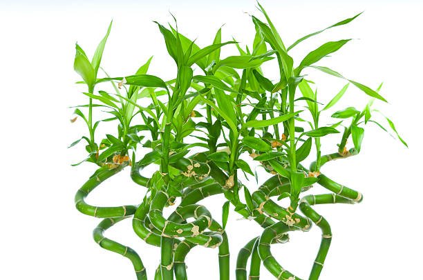 Plants that Bear Resemblance, to the Elegant Bamboos; Similarities, in Appearance