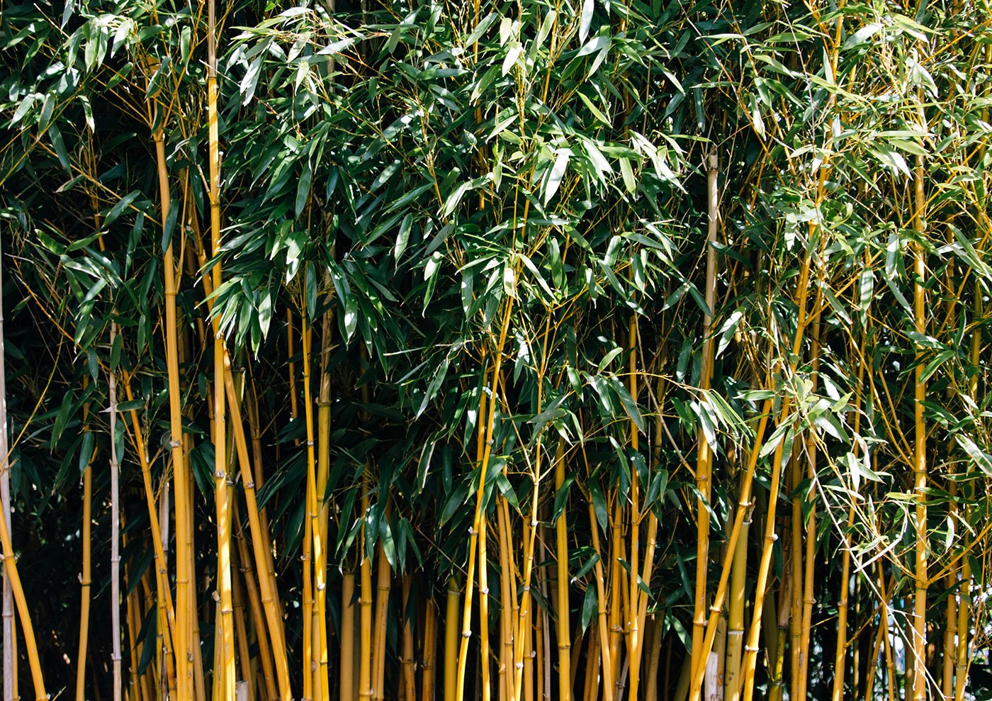 can other plants grow around bamboo