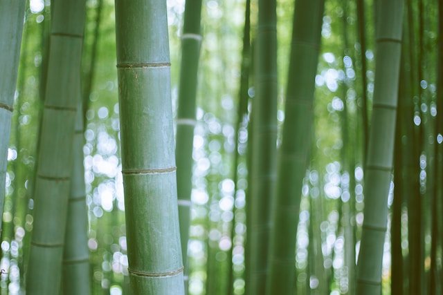 Mastering the Best Time to Plant Bamboo for an Optimal Growth