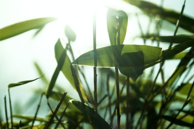A Guide To Bamboo Plant Companion Planting To Harness Their Harmony