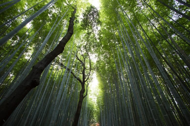 Does Bamboo Absorb Water? Exploring The Properties Of This Sustainable Material