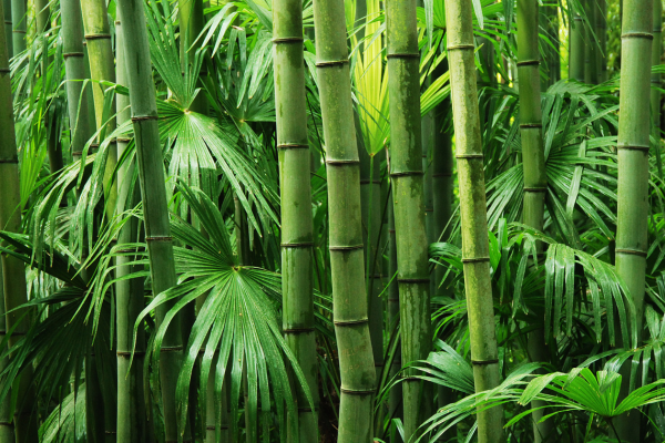 How To Prevent Bamboo Plant Diseases