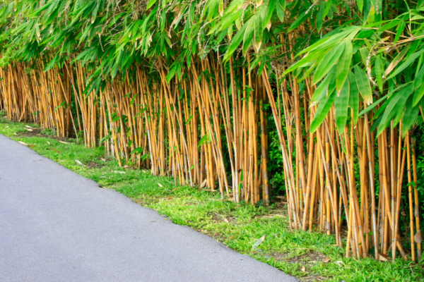 how-many-types-of-bamboo-are-there
